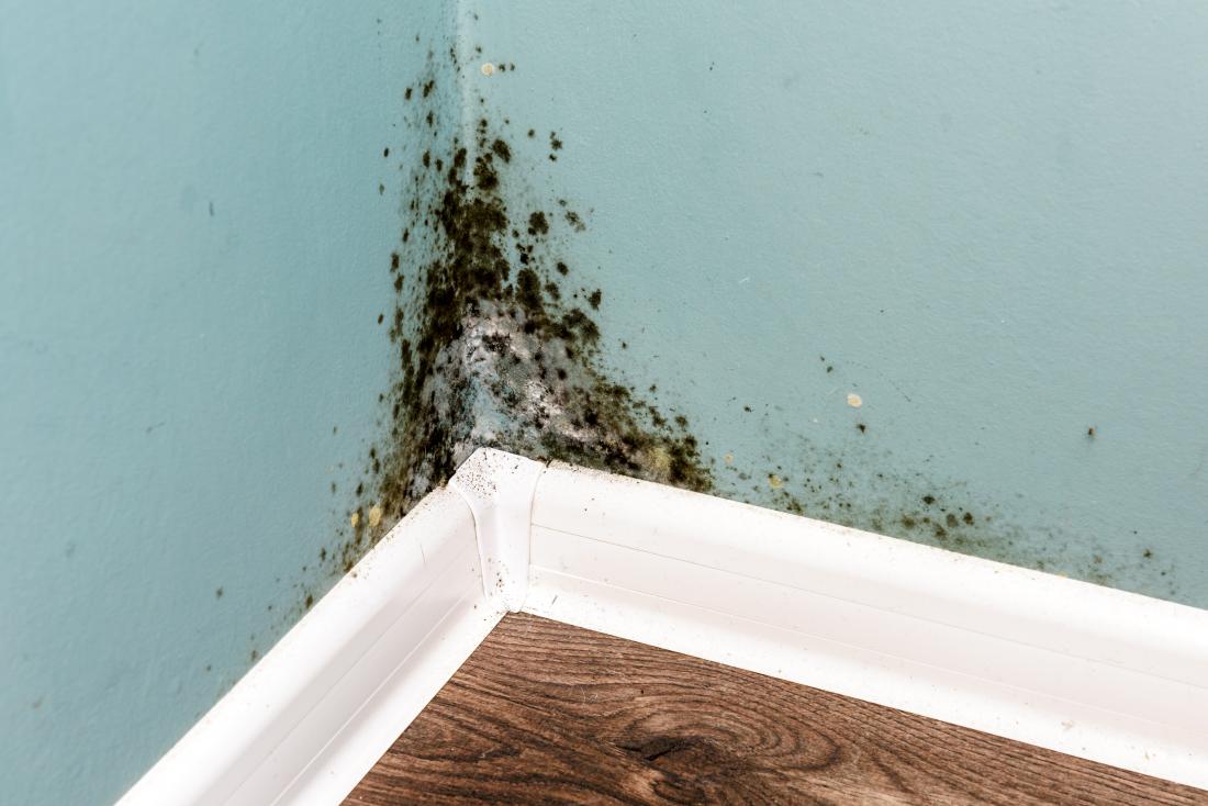 Protecting Homes from Mould: A Tenant’s Guide